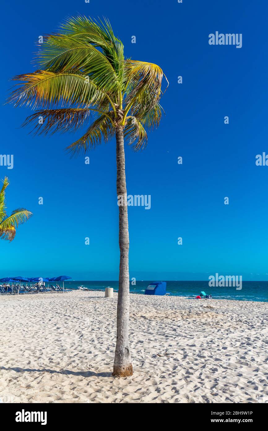 Palm tree on the beach, Fort Lauderdale Beach Boulevard, Fort