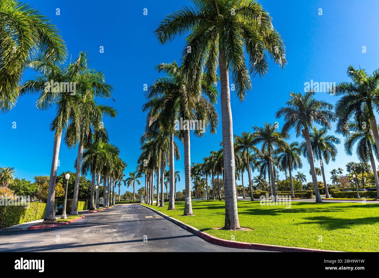 Palm Range, Palm Beach, Palm Beach County, Florida, USA, North America Stock Photo