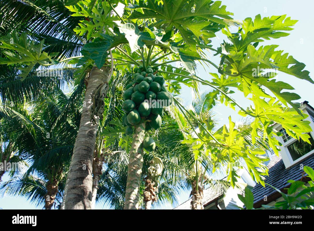 Papaya Tree, Palm Beach, Palm Beach County, Florida, USA, North America Stock Photo