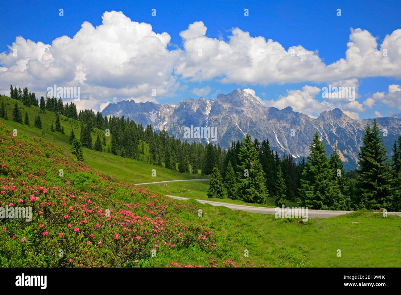 Alpine roses at the Asitz with Leoganger Steinberge and blue sky with clouds in Pinzgau Stock Photo