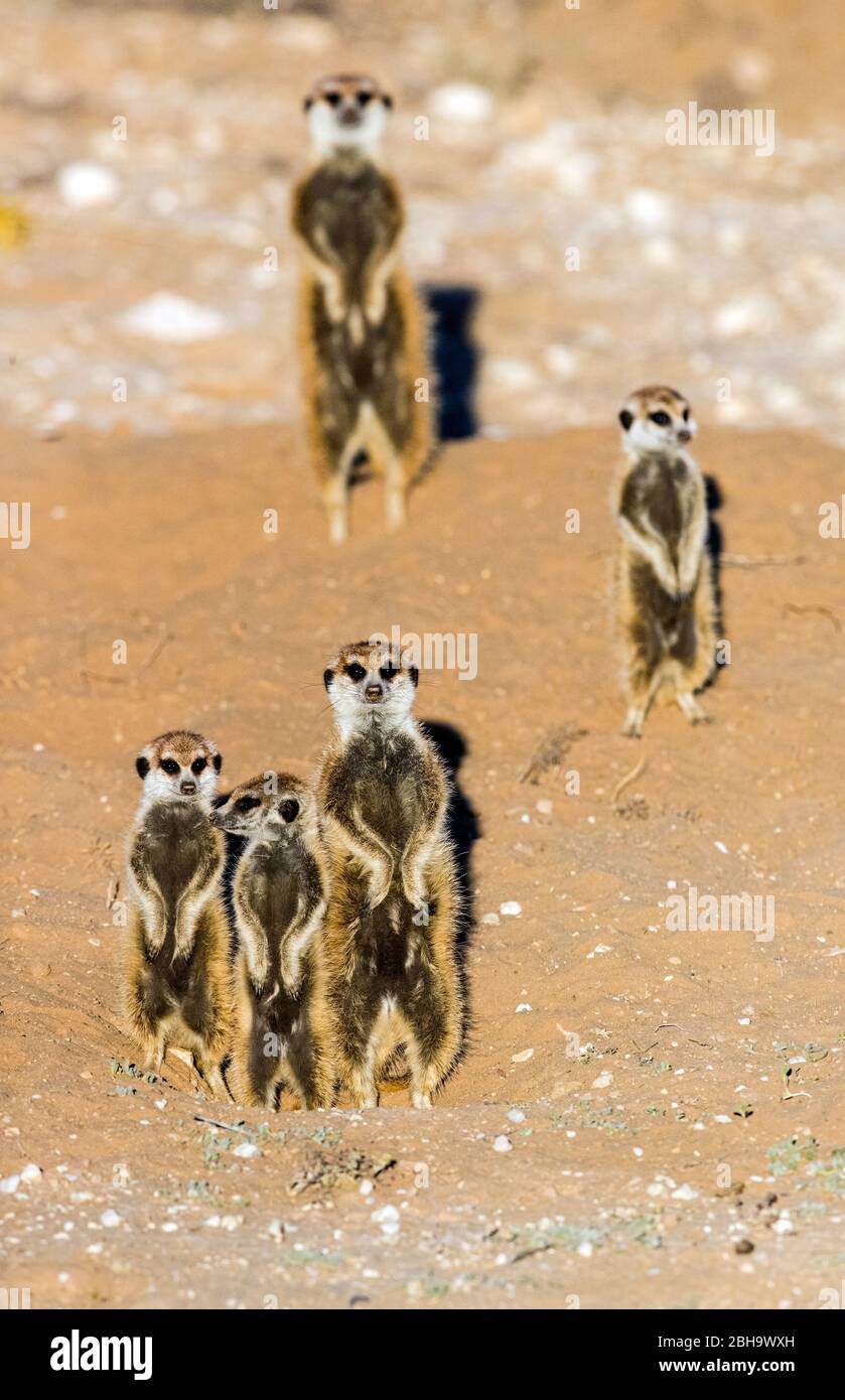 View of standing Meerkats (Suricata suricatta), Kgalagadi Transfrontier Park, Namibia Stock Photo
