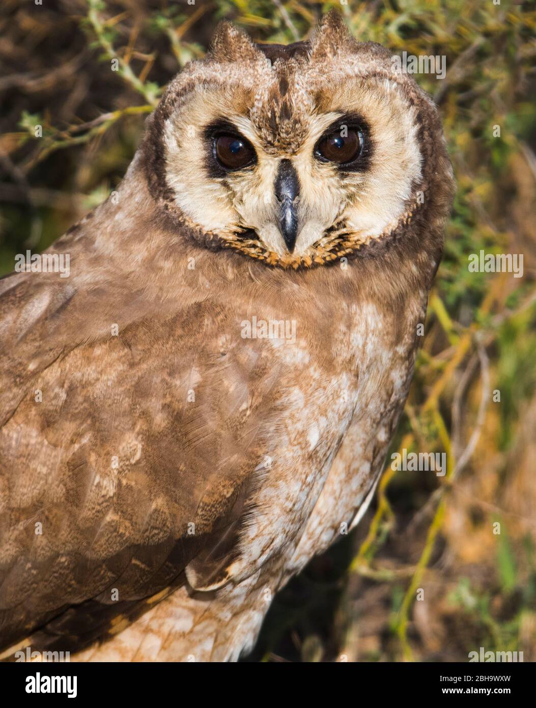 Close up of Marsh owl (Asio capensis), Ngorongoro Conservation Area, Tanzania Stock Photo