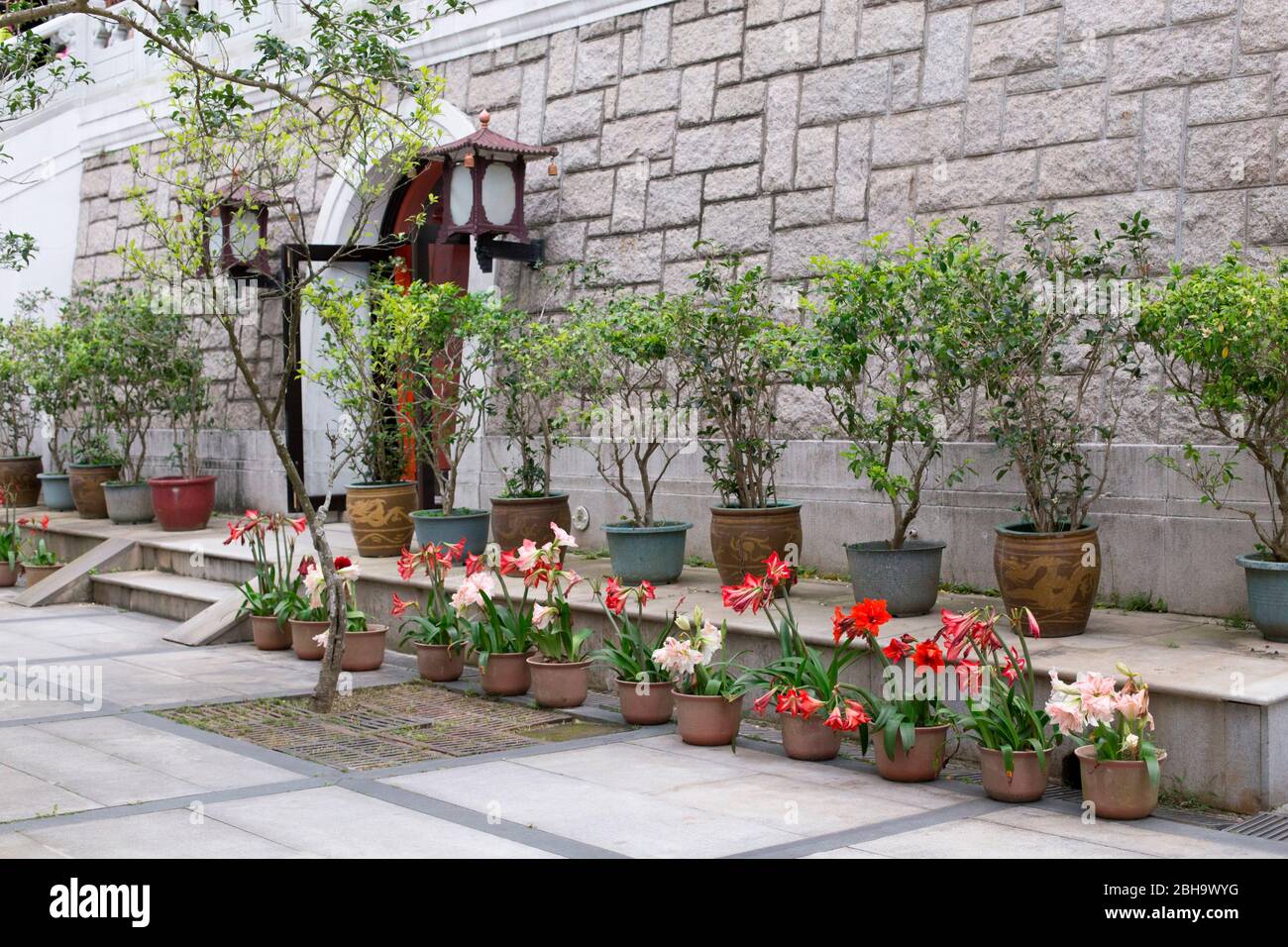 Amaryllis Flowers bloom in pots, Po Lin Monastery, Lantau Island, Hongkong Stock Photo