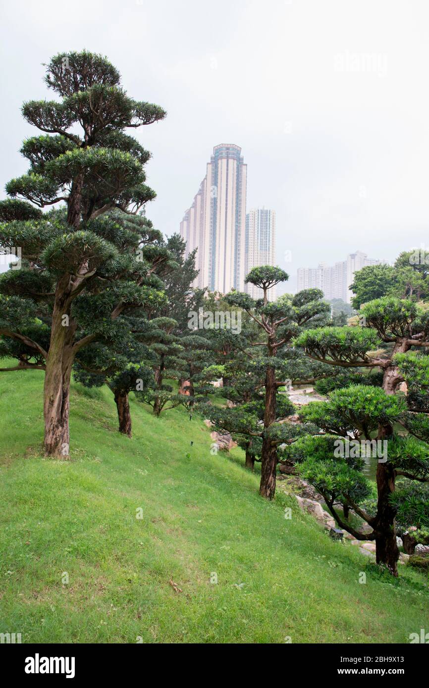 Buddhist Pine Trees, Nan Lian Garden, Diamond Hill, Kowloon, Hongkong, Skyscrapes on Background Stock Photo