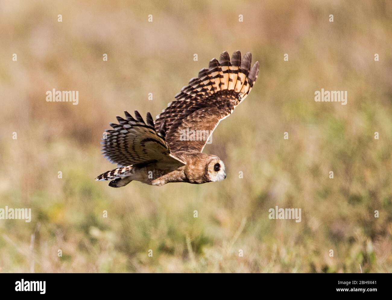 Close up of Marsh owl (Asio capensis) in flight, Ngorongoro Conservation Area, Tanzania Stock Photo