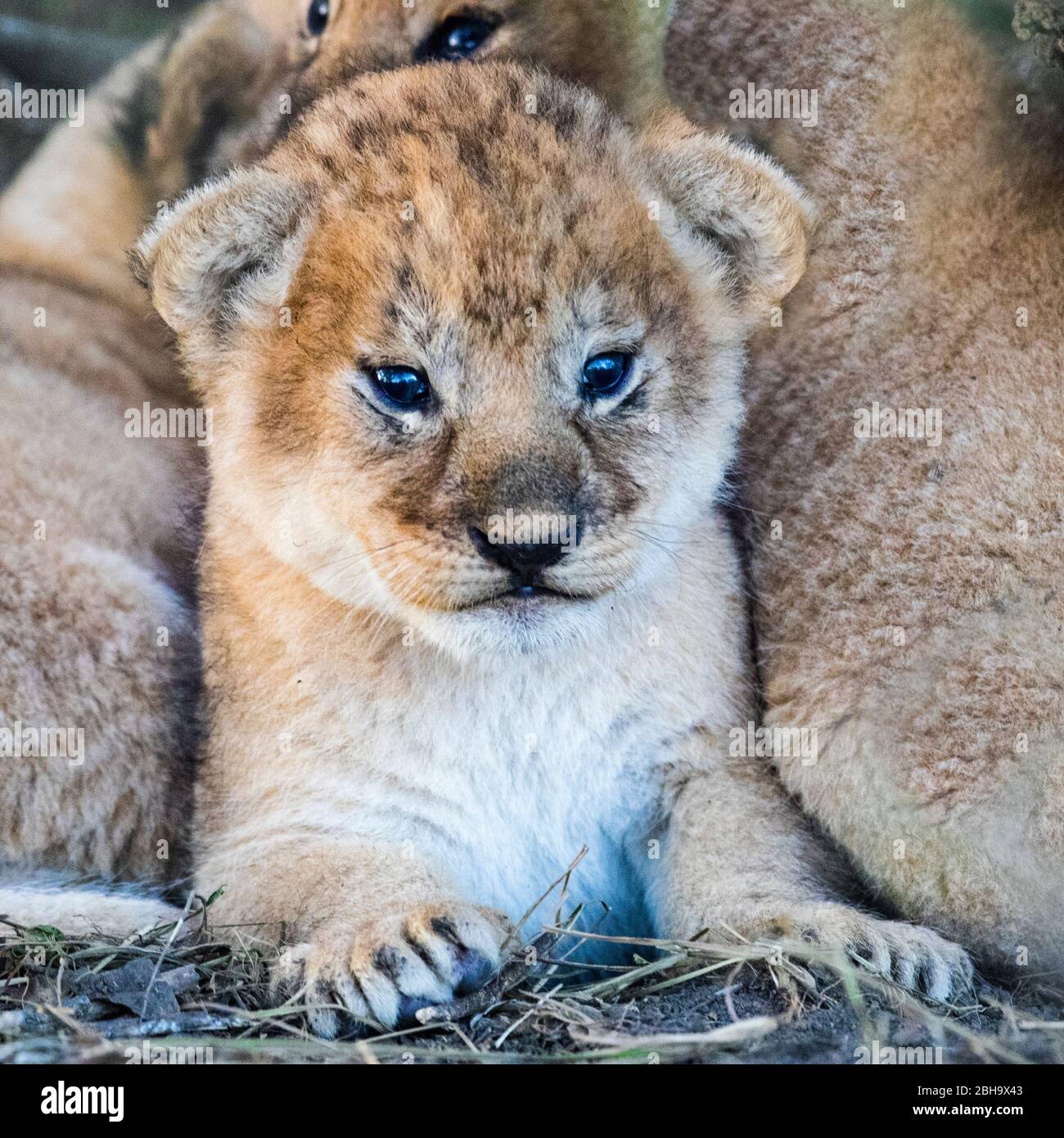 Close up of lying Lion cubs (Panthera leo), Ngorongoro Conservation Area, Tanzania, Africa Stock Photo