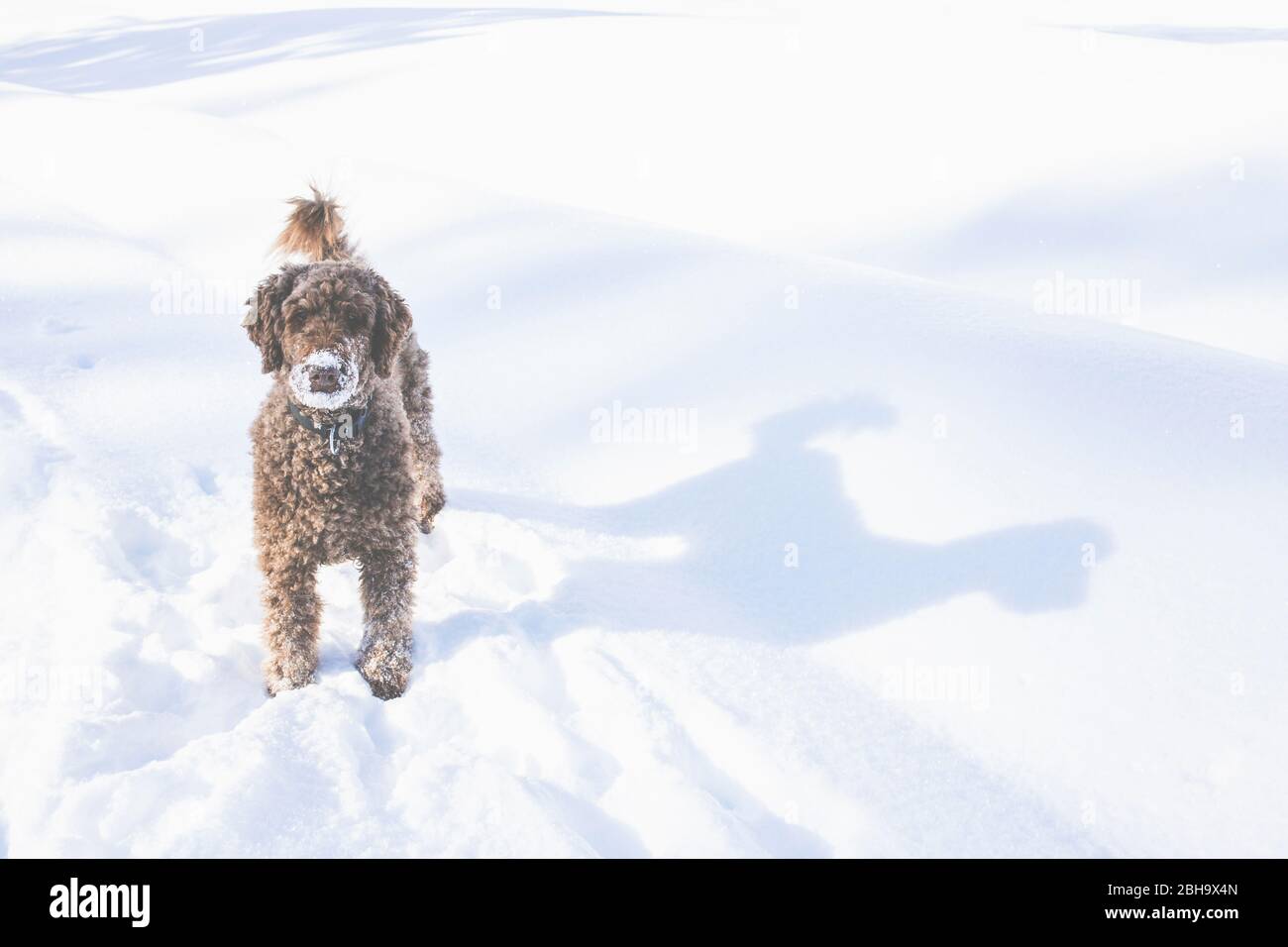 A brown king poodle and his shadow in the snow in winter Stock Photo ...
