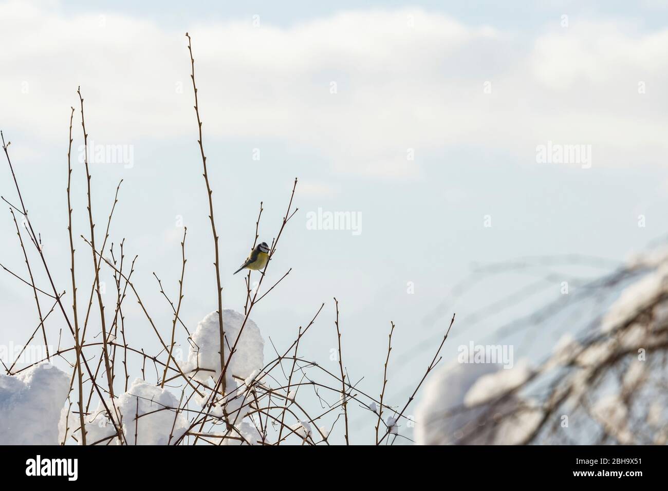 A titmouse on a branch of a tree in winter. Stock Photo