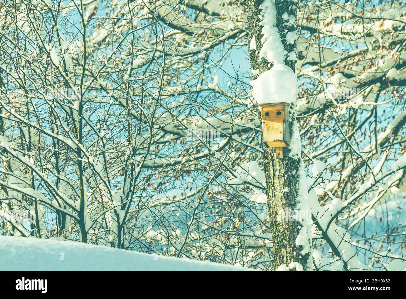 A birdhouse, star box at a tree in winter. Stock Photo