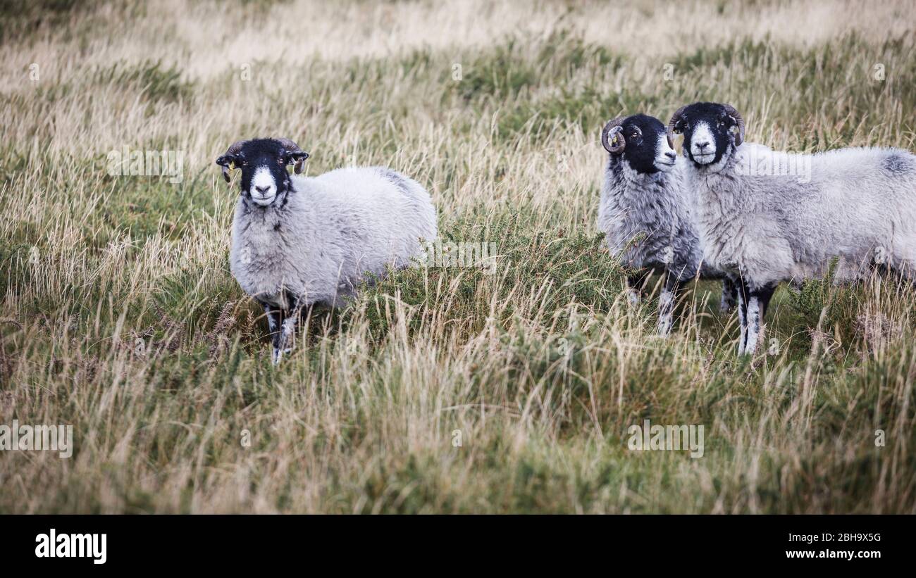 The Dartmoor in County Devon, England, UK Stock Photo