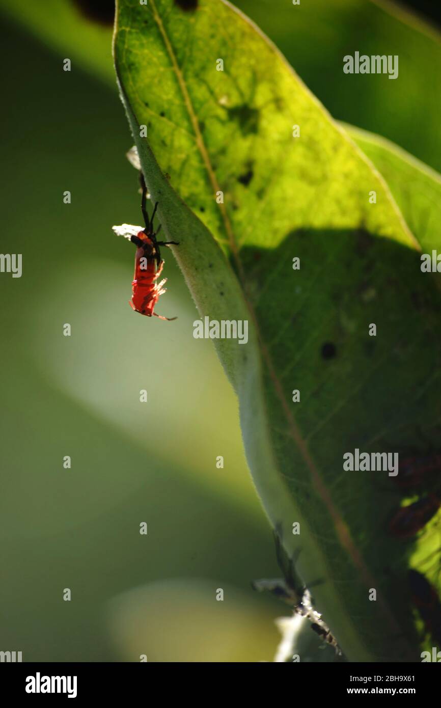 Macro Close-up of the skinning of a bug larva on a green leaf. Stock Photo