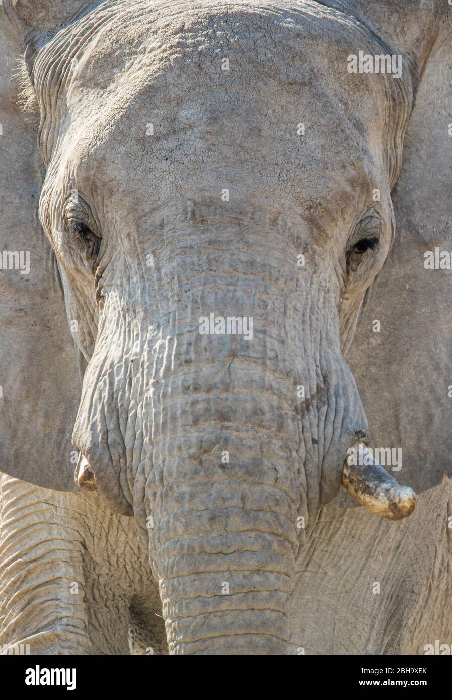 Close up of Elephants head, Etosha National Park, Namibia, Africa Stock Photo
