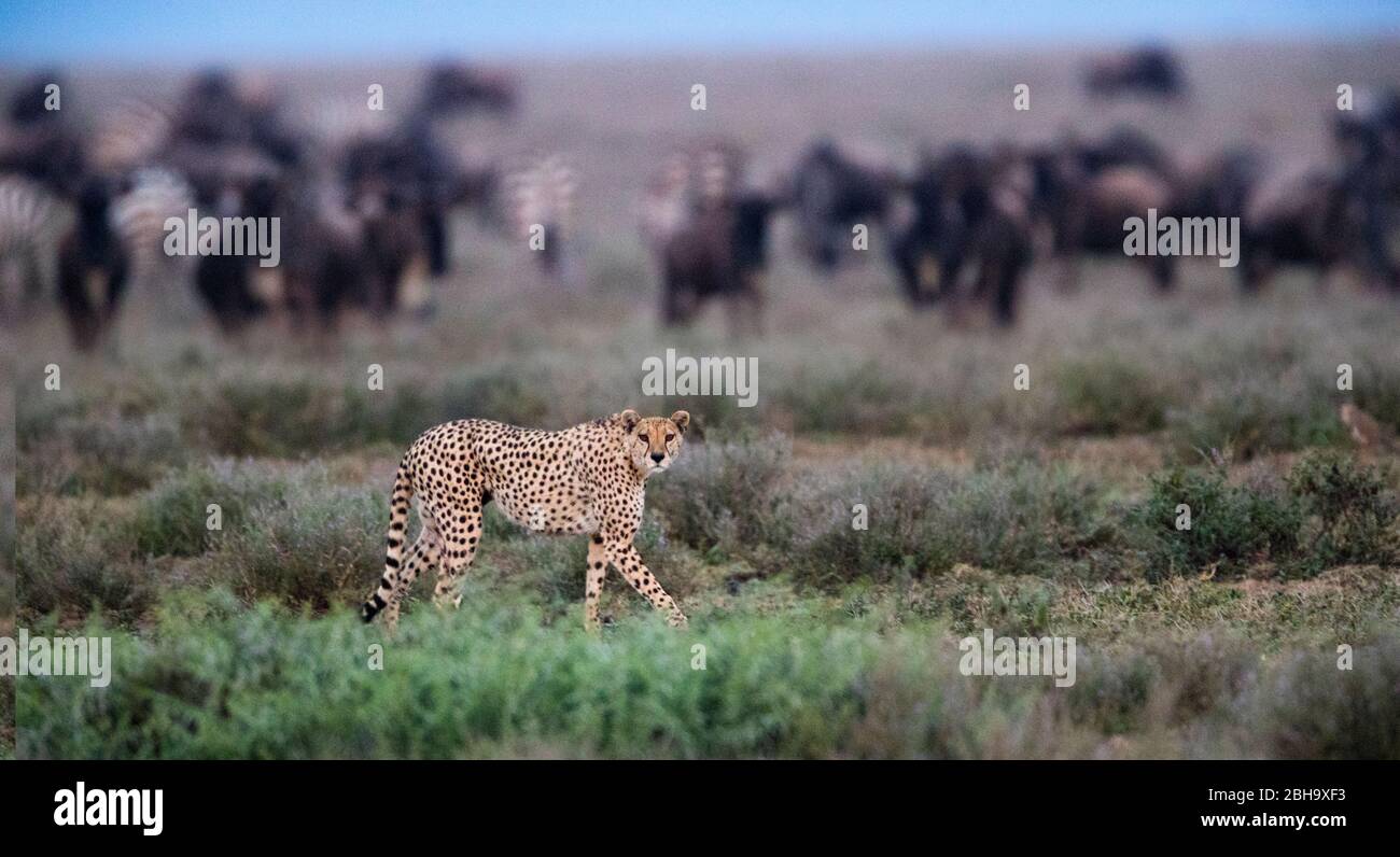 View of walking Cheetah (Acinonyx jubatus), herd of animals behind, Ngorongoro Conservation Area, Tanzania, Africa Stock Photo