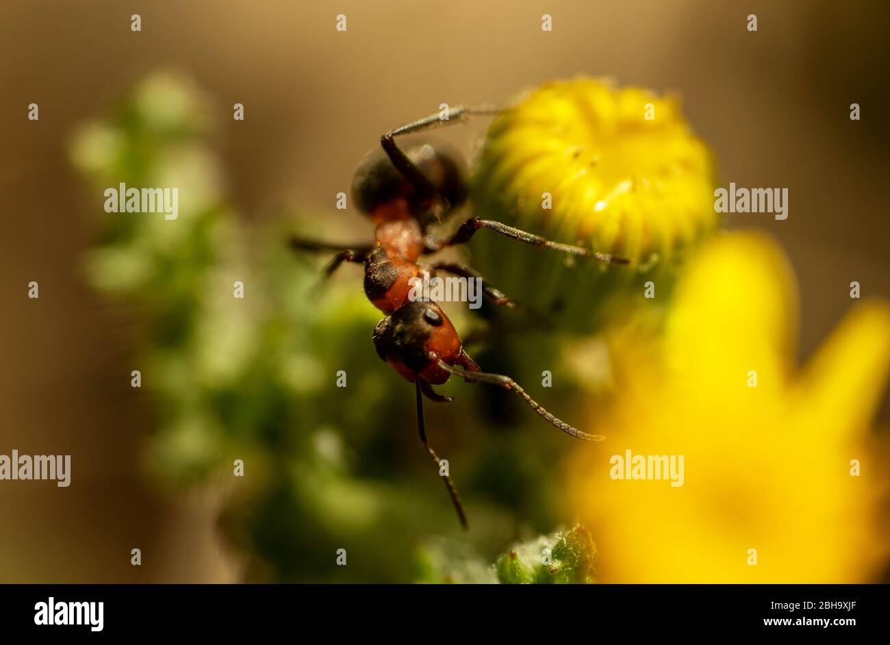 Ant pollination hires stock photography and images Alamy