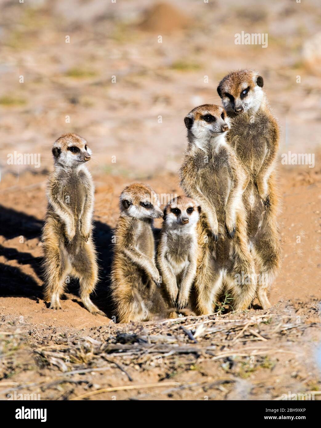 Close up of Meerkat (Suricata suricatta) family , Kgalagadi Transfrontier Park, Namibia, Africa Stock Photo