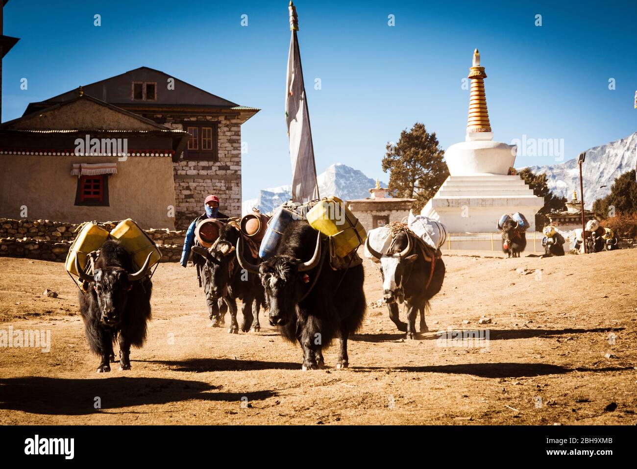 Yak herd in Tengboche monastery, Stock Photo