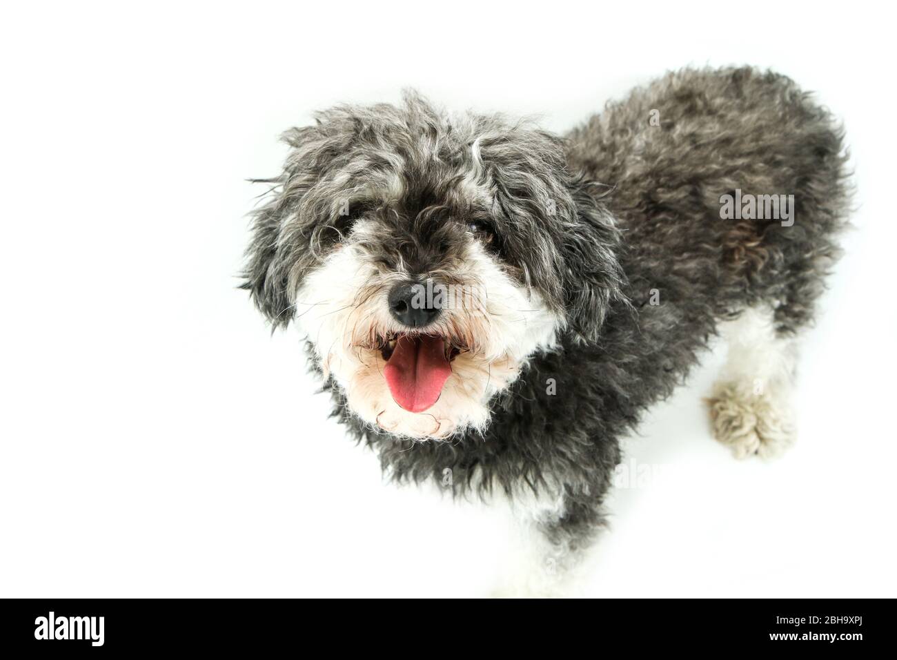 The cute crossbreed of shi tzu and poodle looking shy and obedient. Stock Photo