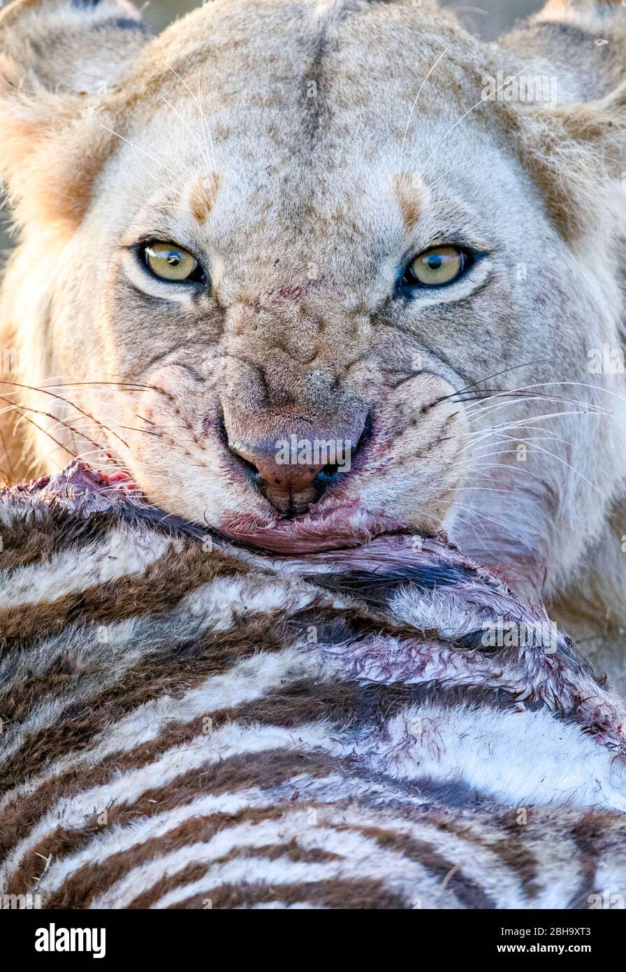 Close up of lioness (Panthera leo) eating zebra, Ngorongoro Conservation Area, Tanzania, Africa Stock Photo