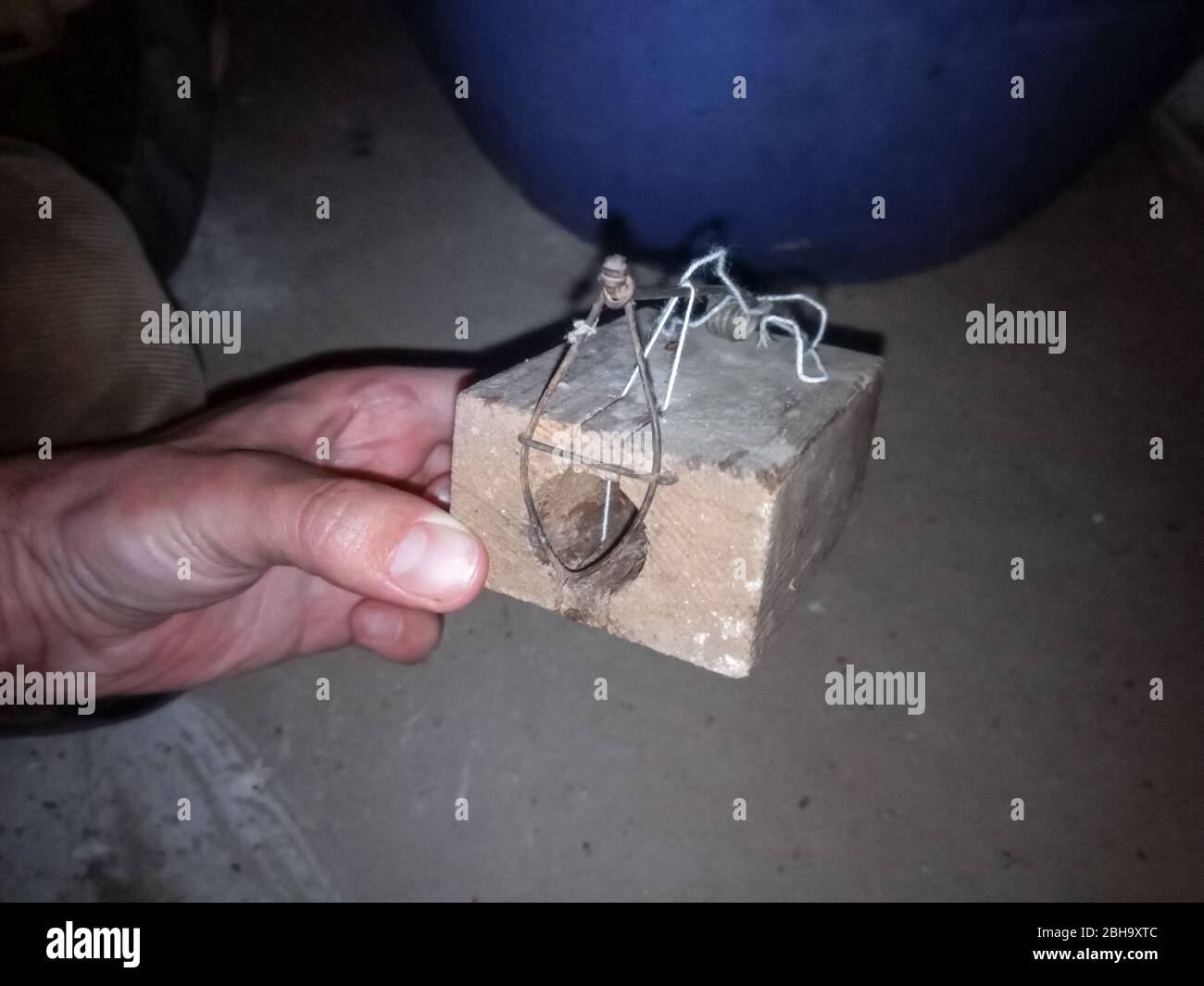 Mouse mouse. Mousetrap based on the gnawing of the thread. Stock Photo