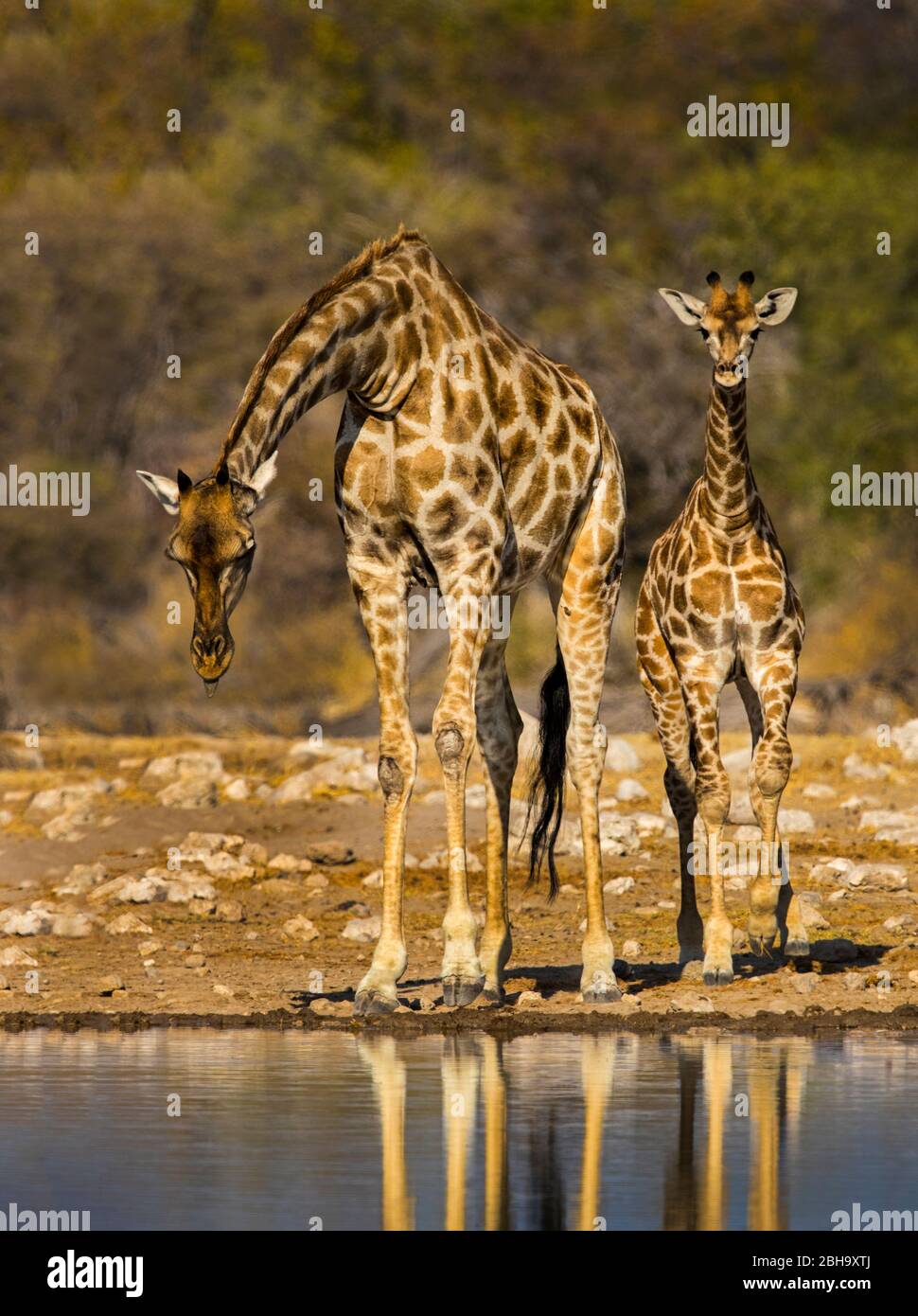 View of two Southern giraffes (Giraffa giraffa) close to watering place, Etosha National Park, Namibia, Africa Stock Photo