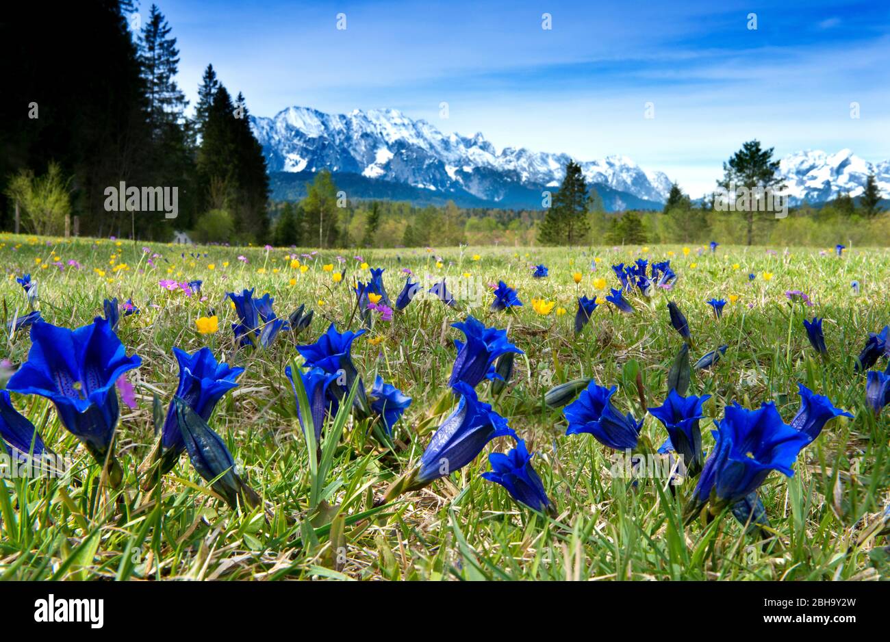 Enzian meadow near the river Isar, in the background the Wetterstein mountain range, Wallgau, Bavaria, Germany Stock Photo