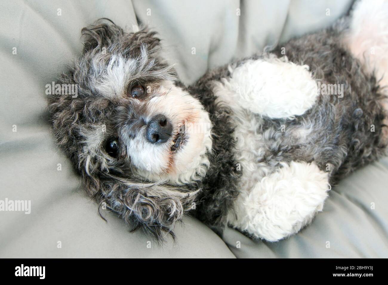 The elderly croosbreed of the poodle and shi tzu is lying in the bed on the duvet and looking cute and happy. Stock Photo