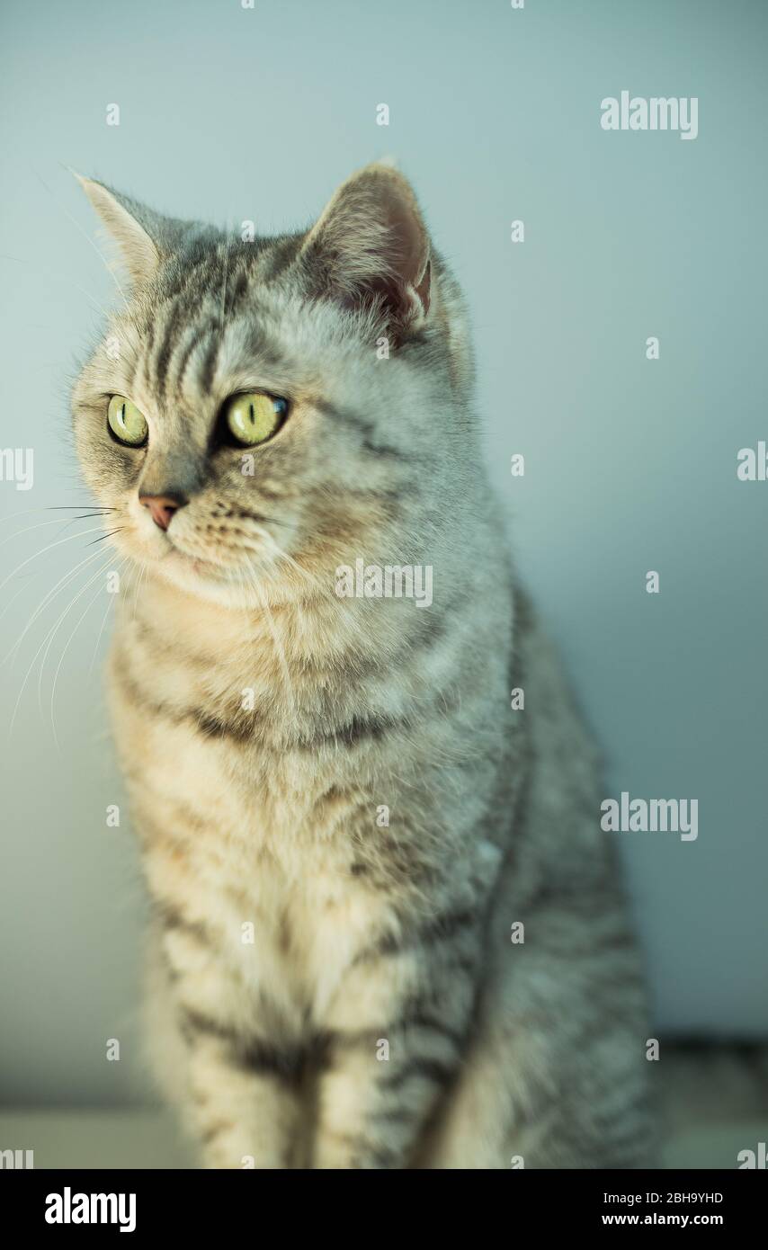 studio portrait of British cat Stock Photo - Alamy