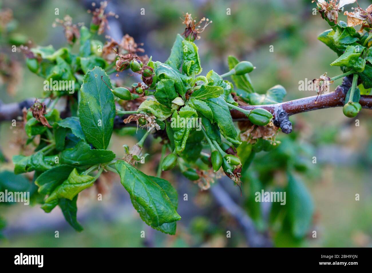 Plum tree disease hires stock photography and images Alamy