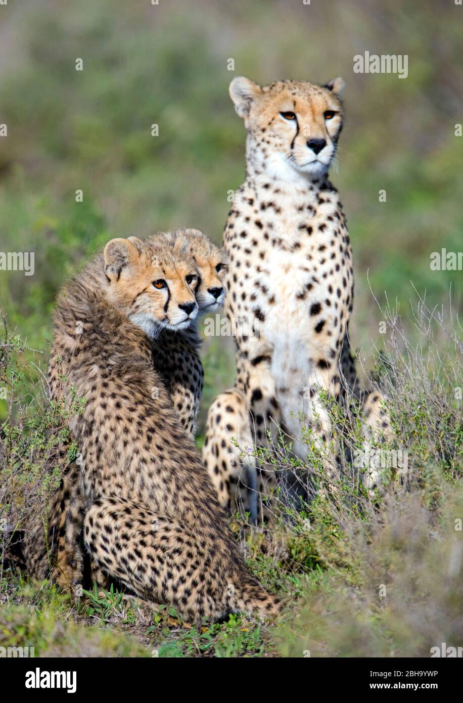 View of three Cheetahs (Acinonyx jubatus), Ngorongoro Conservation Area, Tanzania, Africa Stock Photo