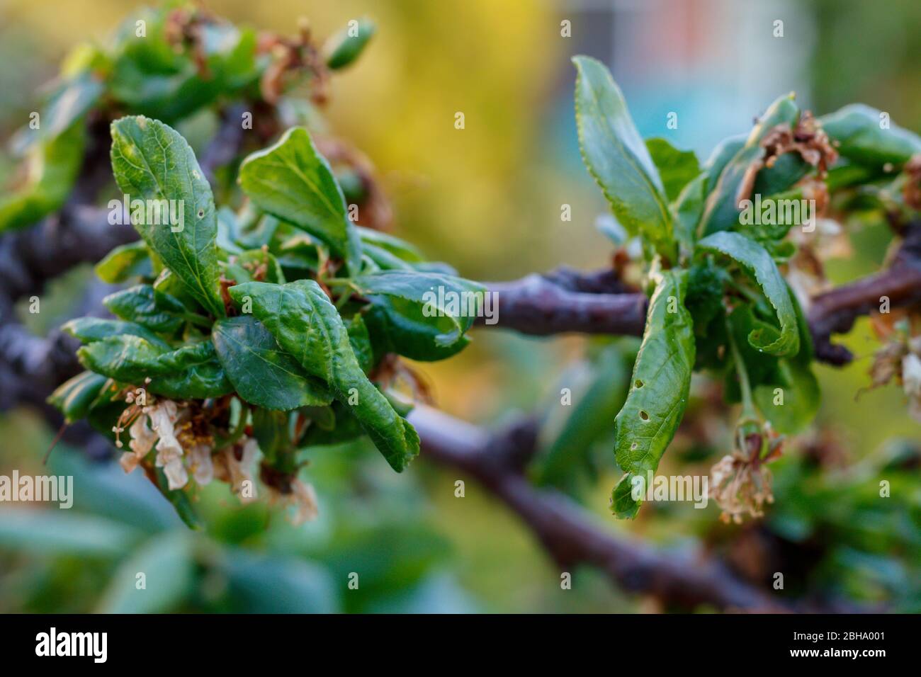 Plum tree disease hires stock photography and images Alamy