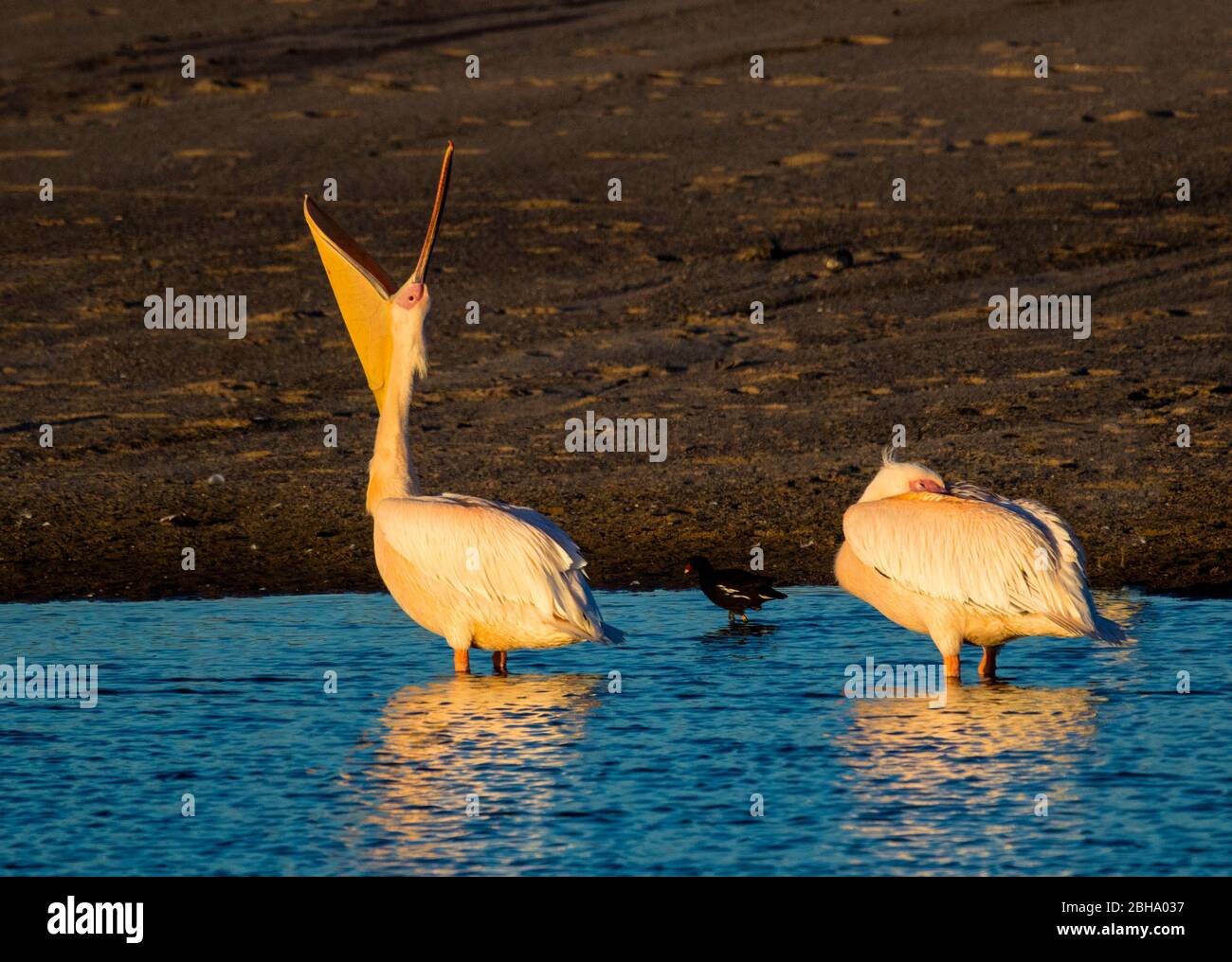Great white pelicans (Pelecanus onocrotalus) standing in water, Swakopmund, Namibia Stock Photo