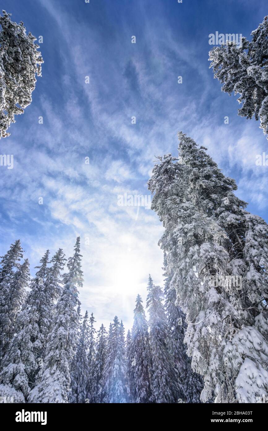 Puchberg am Schneeberg: snow covered spruce, conifer in Vienna Alps, Alps, Lower Austria, Lower Austria, Austria Stock Photo