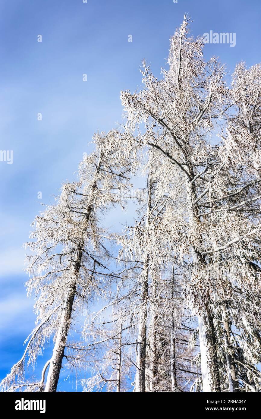 Puchberg am Schneeberg: snow covered leaf tree in Vienna Alps, Alps, Lower Austria, Lower Austria, Austria Stock Photo