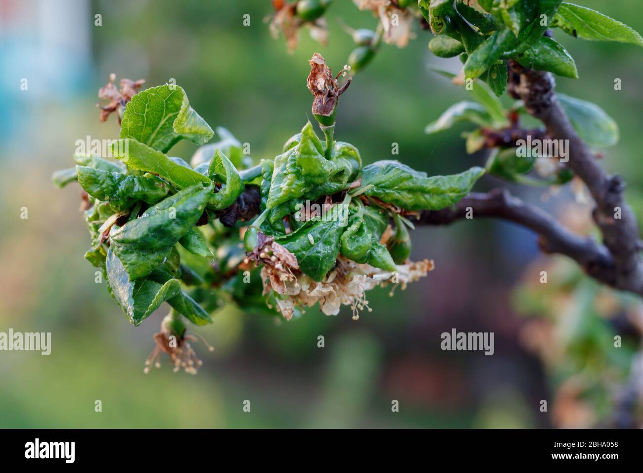 Plum Tree Disease Hi res Stock Photography And Images Alamy