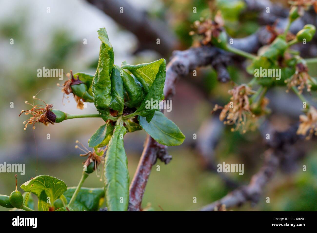 Plum tree disease hires stock photography and images Alamy