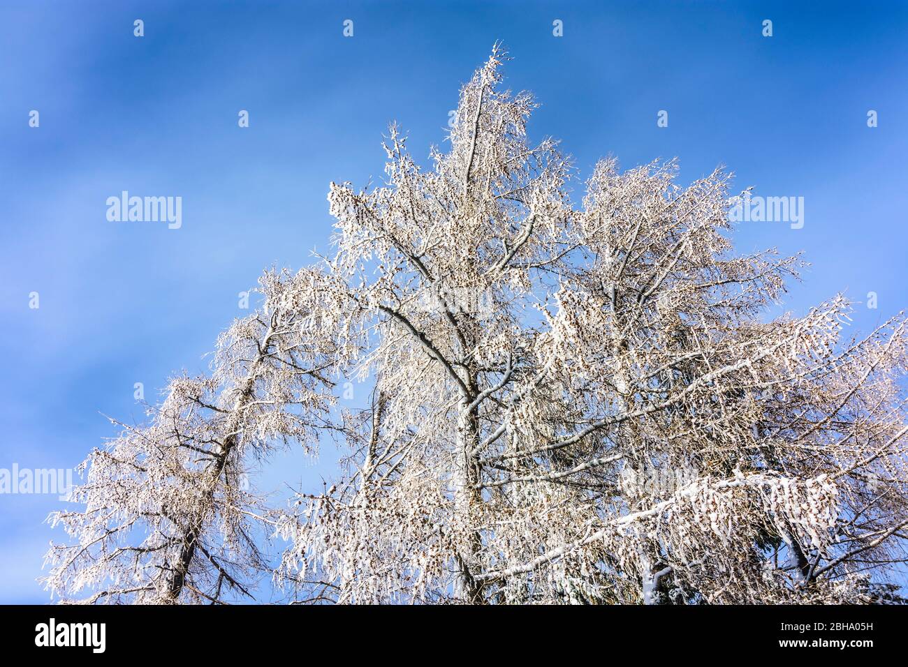 Puchberg am Schneeberg: snow covered leaf tree in Vienna Alps, Alps, Lower Austria, Lower Austria, Austria Stock Photo