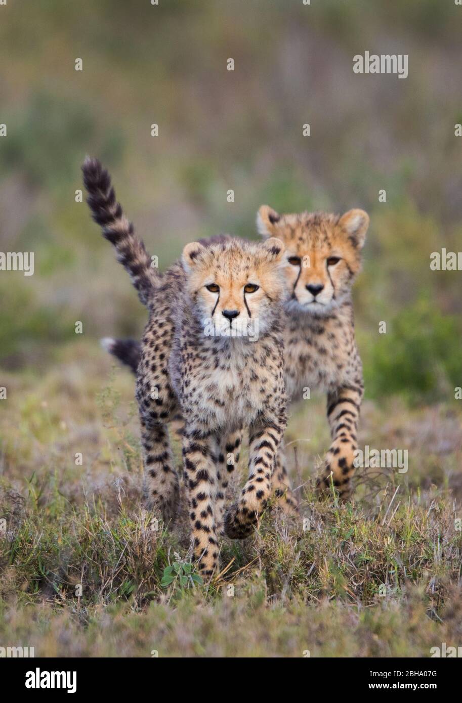 Cheetah (Acinonyx jubatus) cubs running towards camera, Ngorongoro Conservation Area, Tanzania Stock Photo
