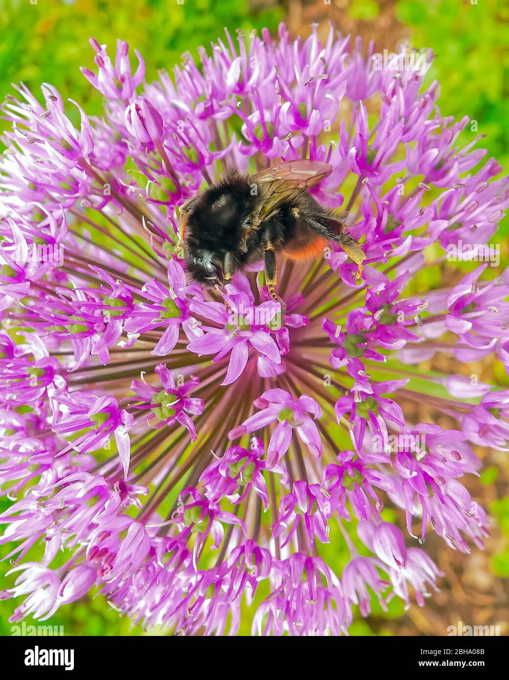 Bumble bee flower hi-res stock photography and images - Alamy