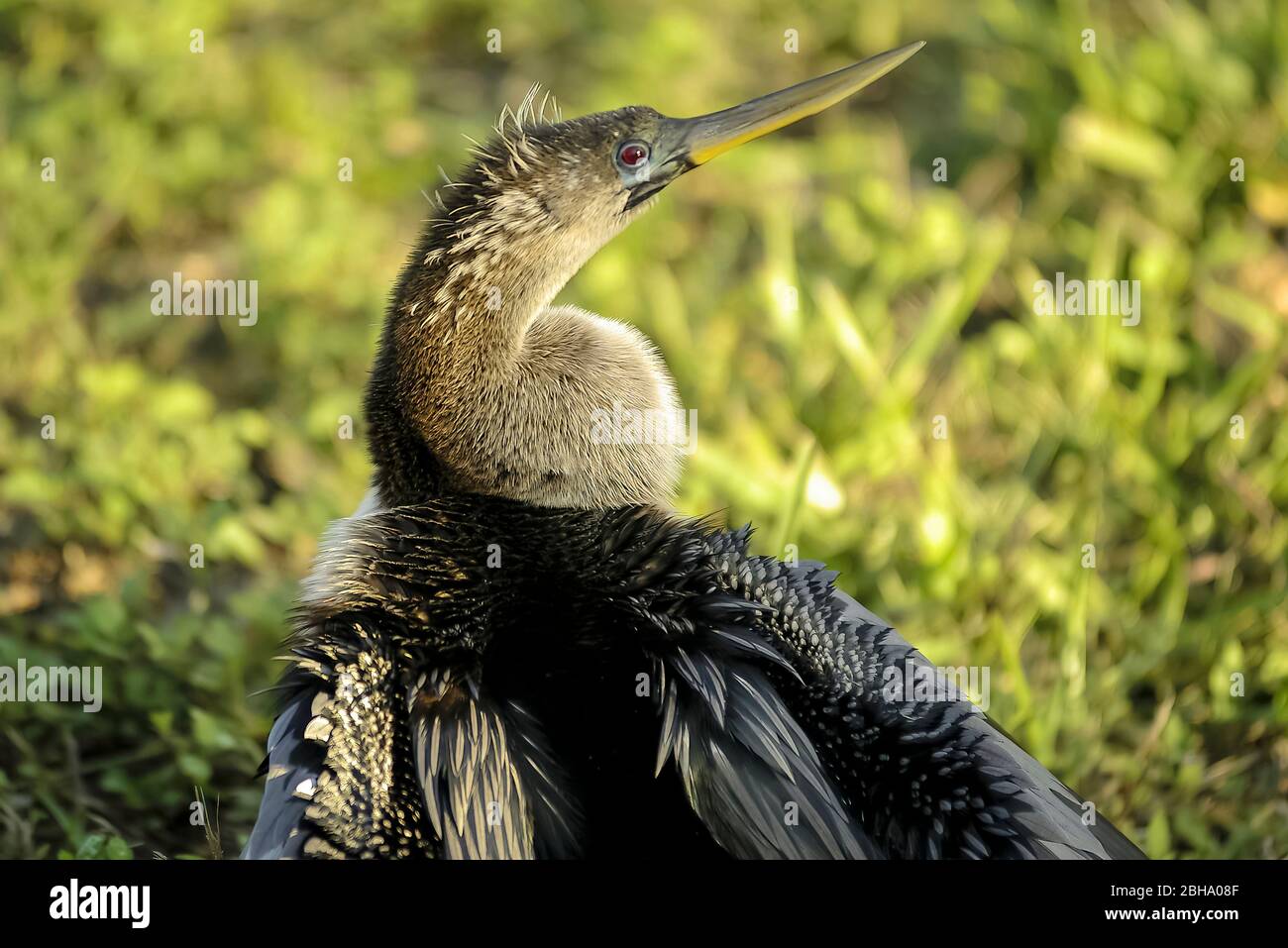 Anhinga (Anhinga anhinga) Stock Photo