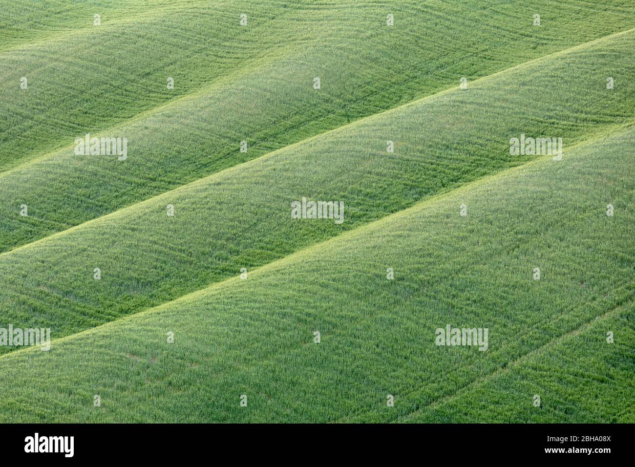 Green meadow on the hills of the Crete Senesi, Asciano, detail, Siena, Tuscany, Italy Stock Photo