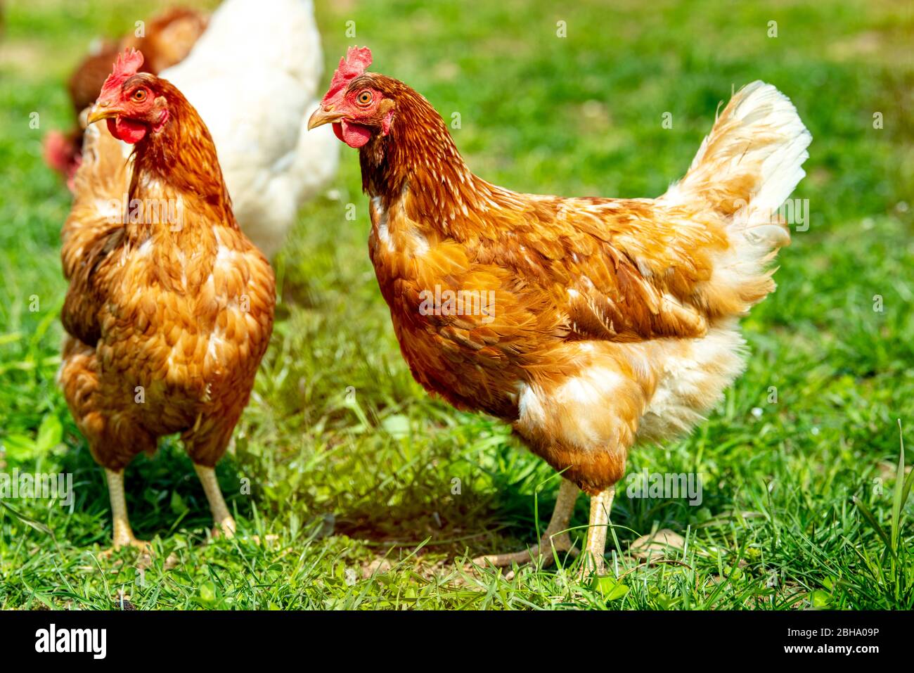 Freilaufende Hühner im Gehege Stock Photo