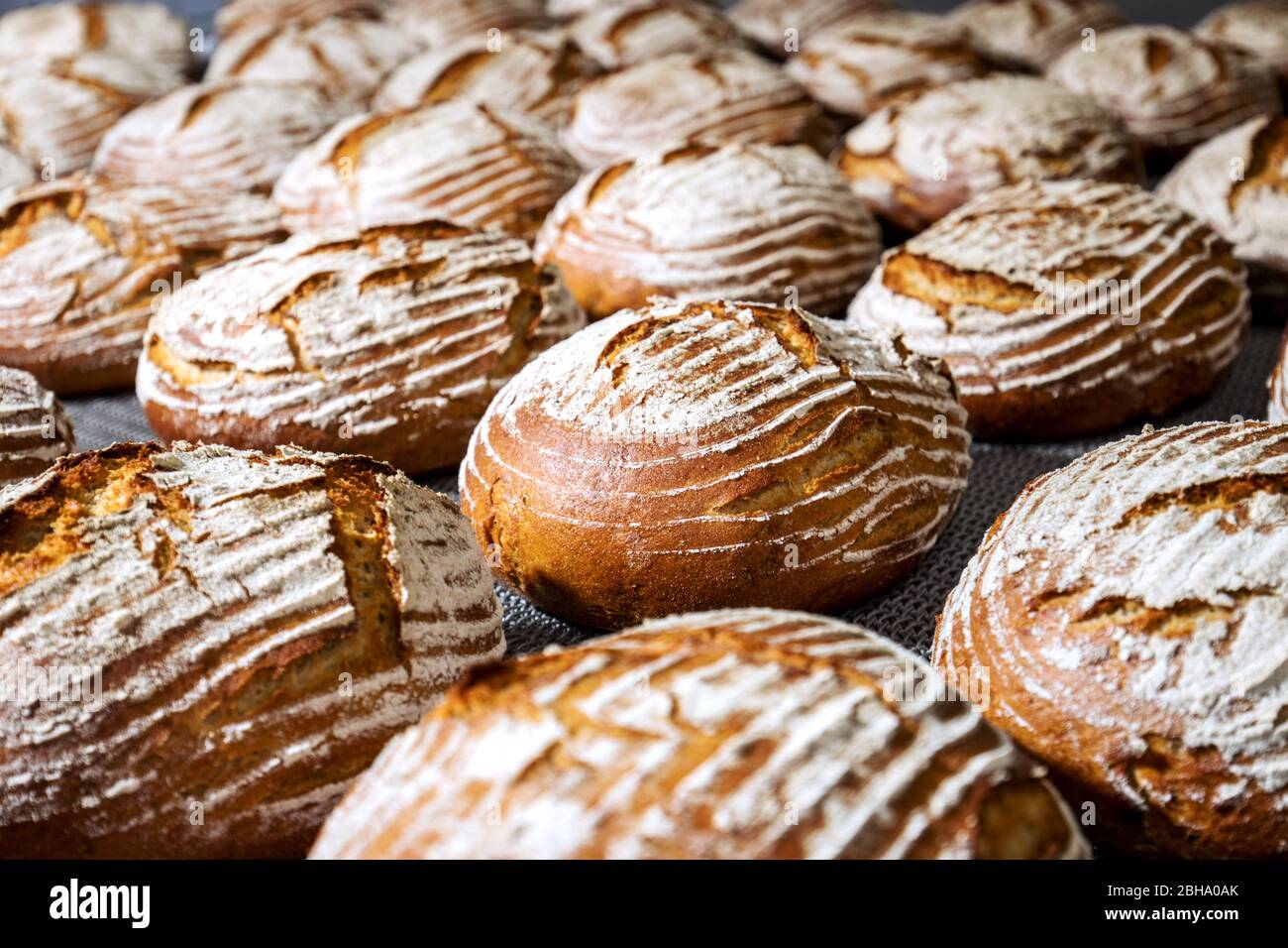 Industrial bakery line process of bread production Stock Photo