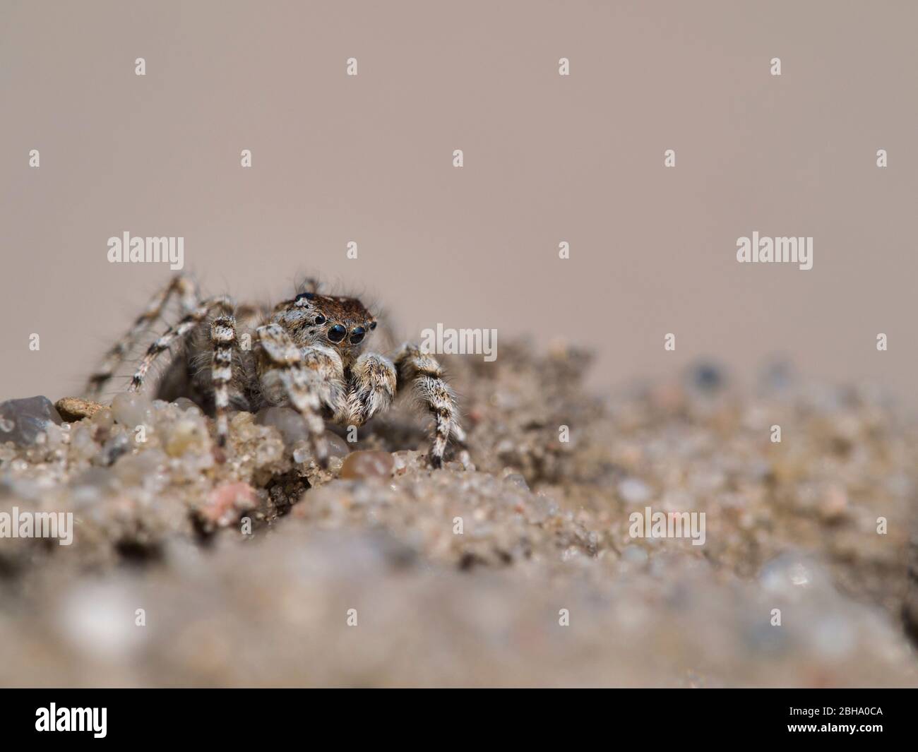 male dune jumping spider, Yllenus arenarius, sitting on the ground Stock Photo