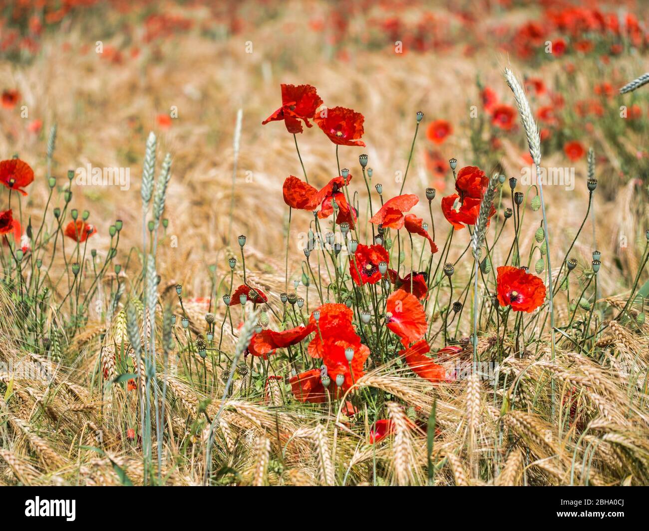 Weed in corn field hi-res stock photography and images - Alamy