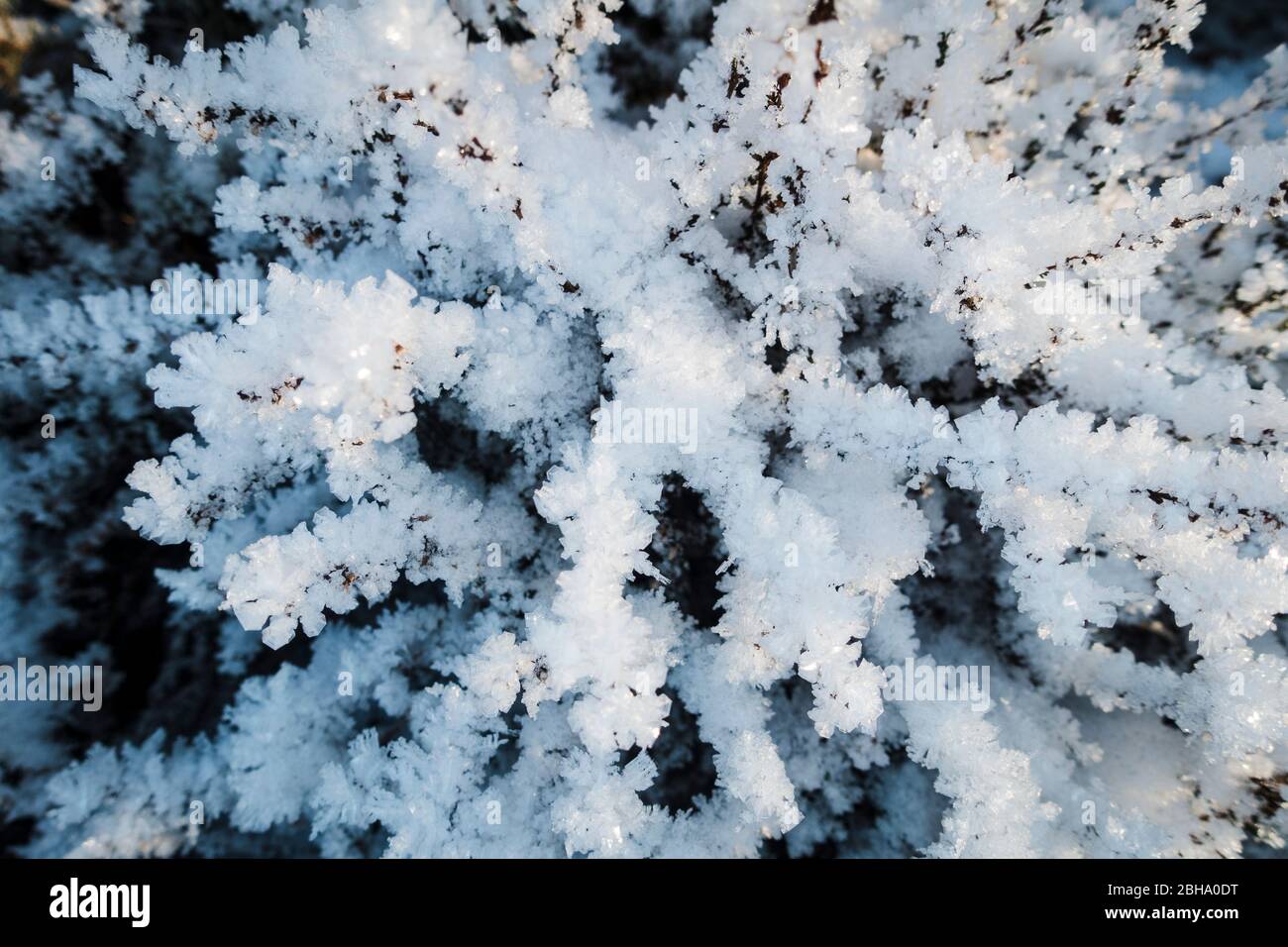 Sauerland, snow and ice crystals on plants, artworks of nature, white