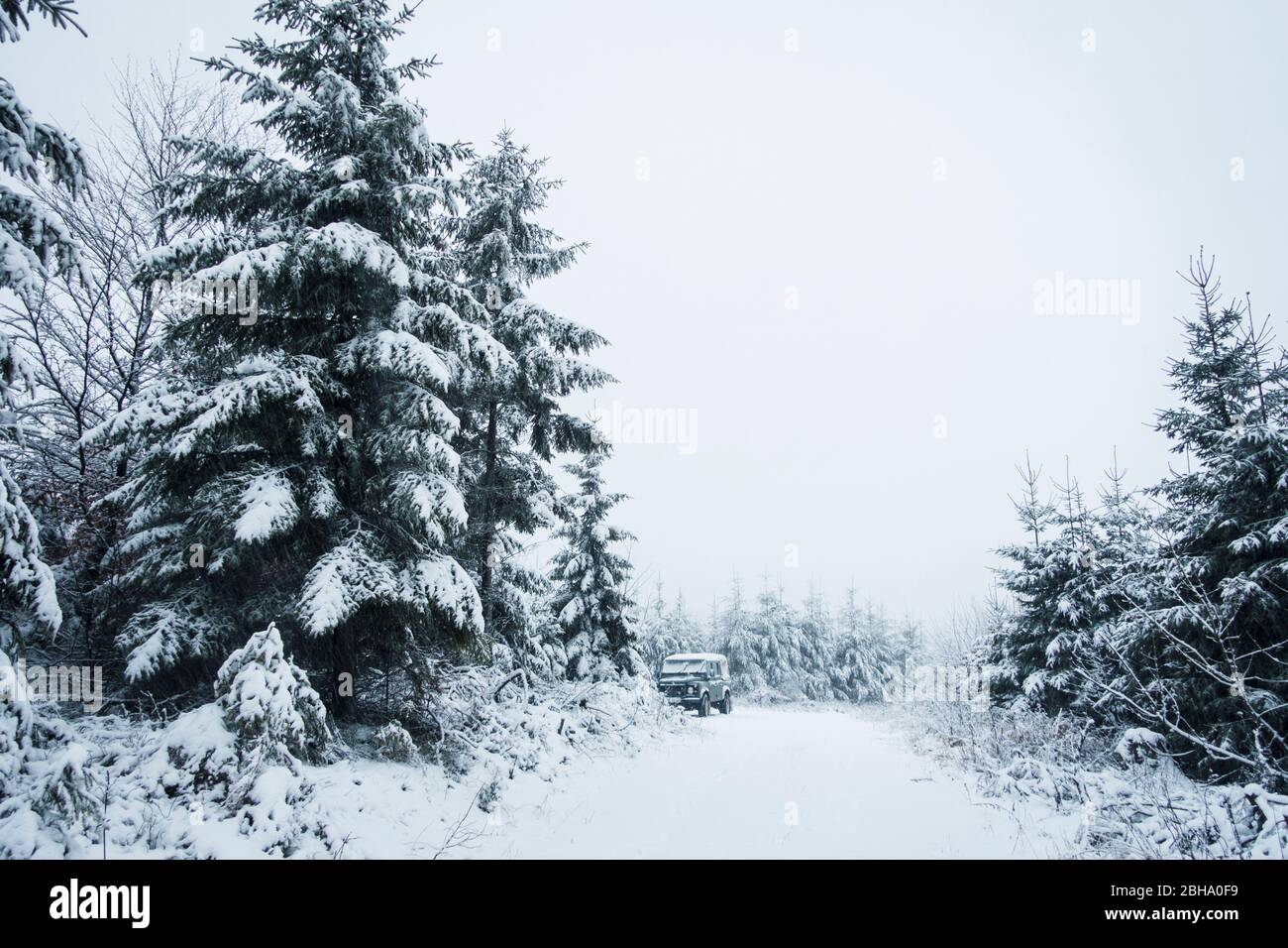 Spruce forest in the snow, Arnsberger Wald Nature Park, Sauerland, Germany Stock Photo
