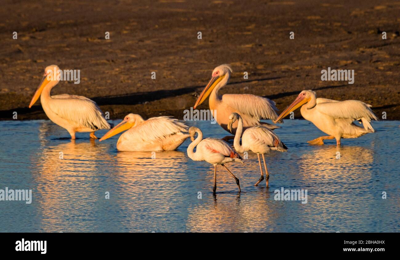 Great white pelicans (Pelecanus onocrotalus) in water, Swakopmund, Namibia Stock Photo