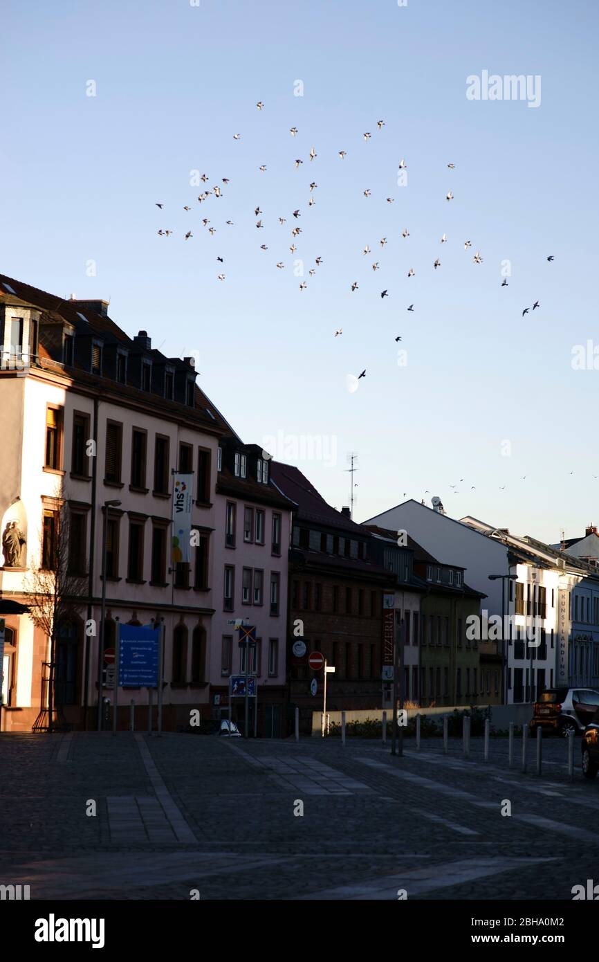 A flock of pigeons flies on the Schlossplatz in Aschaffenburg in front of the moon. Stock Photo