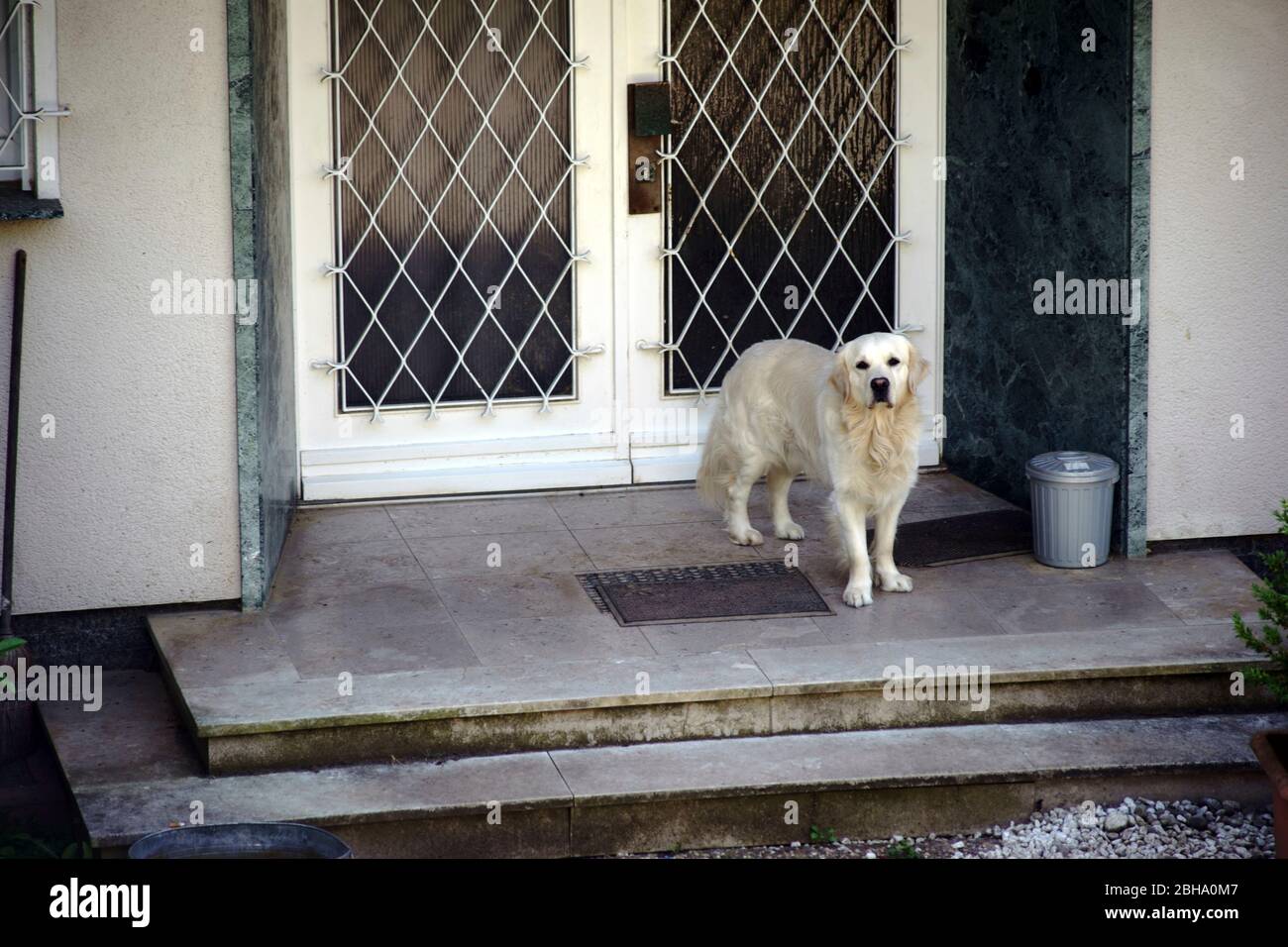 A gold retriever stands in front of the entrance of a residential building and guards the door. Stock Photo