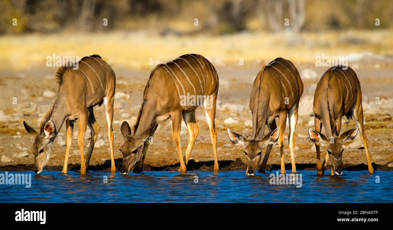 Group of impala (Aepyceros melampus) antelopes drinking at waterhole, Etosha National Park, Namibia Stock Photo